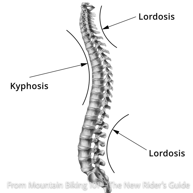Spinal curvature terms for mountain bikers